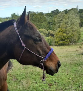 Bitless Bridle